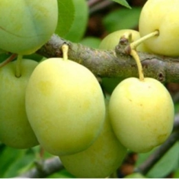Prunus d. 'Reine Claude Verte'