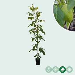 Veredelde walnotenboom
