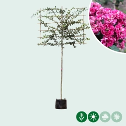 Rode meidoorn leiboom