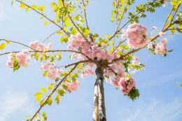 Bekijk alle producten binnen Japanse sierkers
