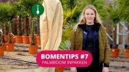 Bomentip #7 Palmboom inpakken
