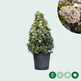 Viburnum kegelvorm