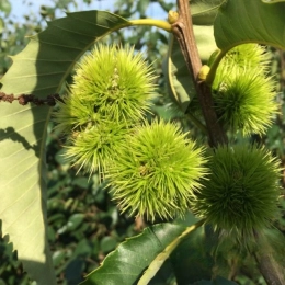 Tamme kastanje meerstammig