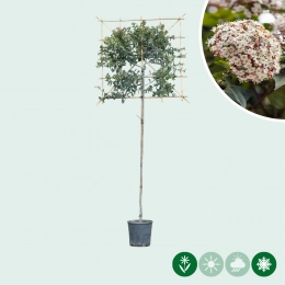 Viburnum tinus leiboom