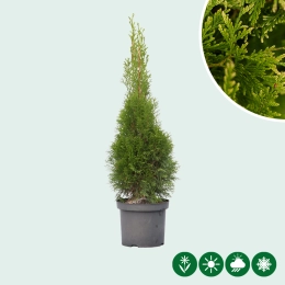 Levensboom (Thuja)