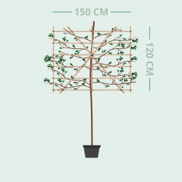 Sierappel leiboom 180 cm