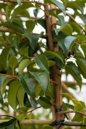 Bladhoudende bomen jaarrond