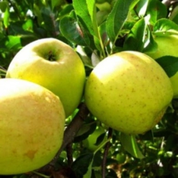 Malus d. 'Golden Delicious'