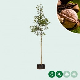 Notenbomen