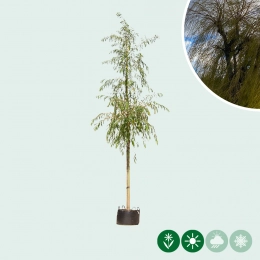 Wilgenbomen