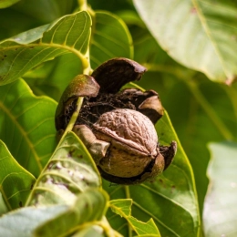 De perfecte walnotenboom voor jouw tuin!