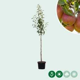 Pyrus c. 'Bonne Louise d'Avranches'