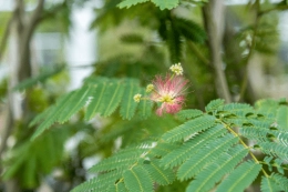Perzische slaapboom