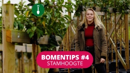 Bomentip #4 Stamhoogte