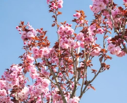 Welke bomen bloeien in april