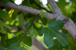 Welke bomen kunnen tegen droogte?