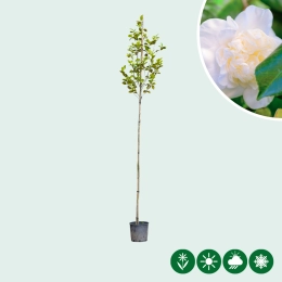Camellia op stam