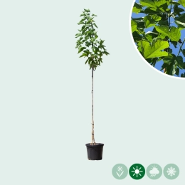 Zwarte moerbeibomen