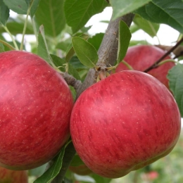 Malus d. 'Ecolette'