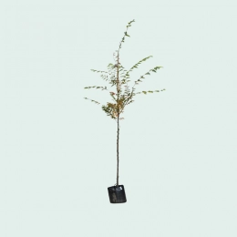 Japanse Zelkova