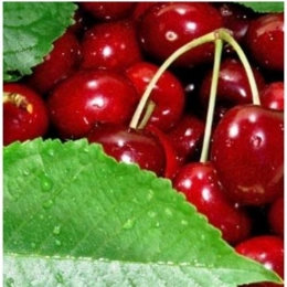 Prunus a. 'Hedelfinger'