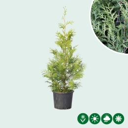 Bekijk alle producten binnen Coniferen