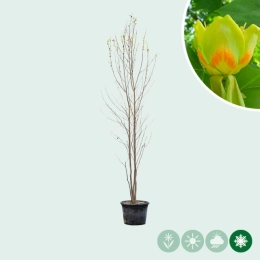 Tulpenboom meerstammig