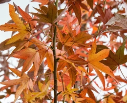 Bomen met de mooiste herfstkleuren
