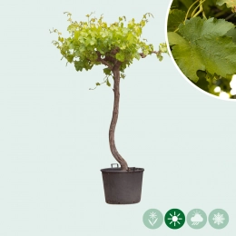 Druivenbomen