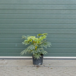 Vingerplanten