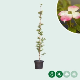 Roze kornoelje (Cornus 'Stellar pink')