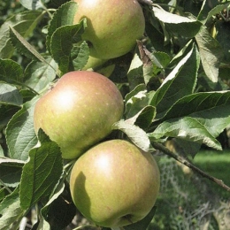 Malus d. 'James Grieve'