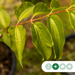 Zevenzonenboom solitair