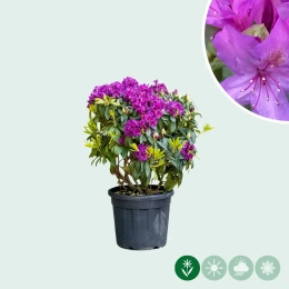 Rhododendron 'Marcel Menard'