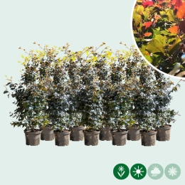 Rode beukenhaag dubbele rij