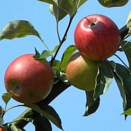 Malus d. 'Benoni'