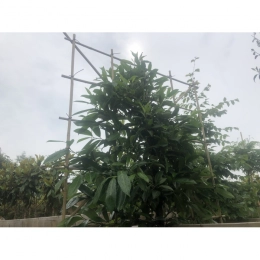 Leilaurier 120 cm