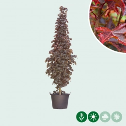 Laagstam bomen