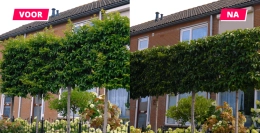 Hoe  en wanneer snoei je een Portugese laurier?