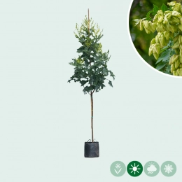 Chinese vernisboom