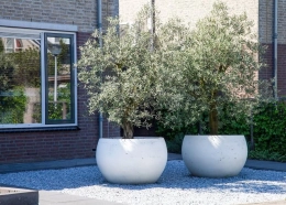 Een boom in pot plaatsen: waar moet je op letten?