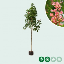 Paardenkastanjebomen