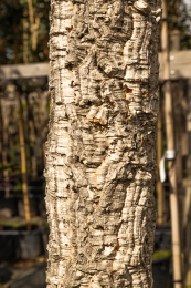 Welke bomen verliezen hun schors?