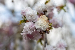 Bekijk alle producten binnen Bloesembomen