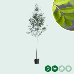 Lijsterbes bomen