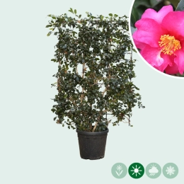 Camellia haag