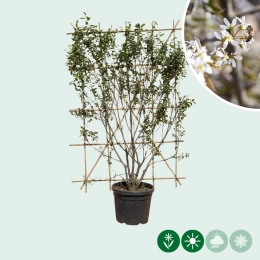 Krentenboom haagelement
