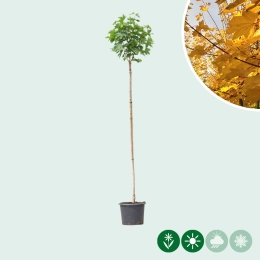 Bol groene esdoorn