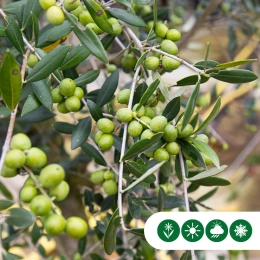 Welke bomen blijven groen in de winter?