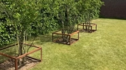 De mooiste meerstammige bomen